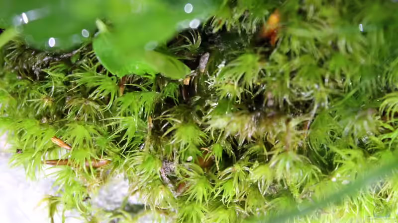 Dekoration im Aquarium Rainbowshiner von die Perle... (33)