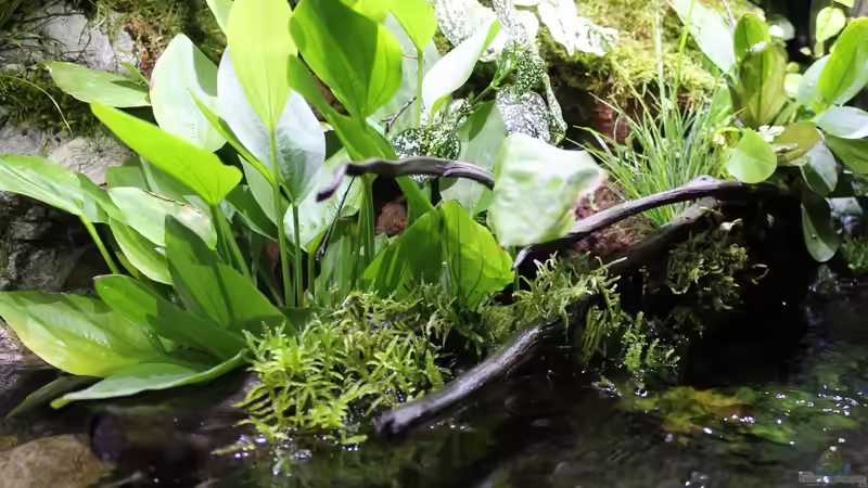 Dekoration im Aquarium Rainbowshiner von die Perle... (35)