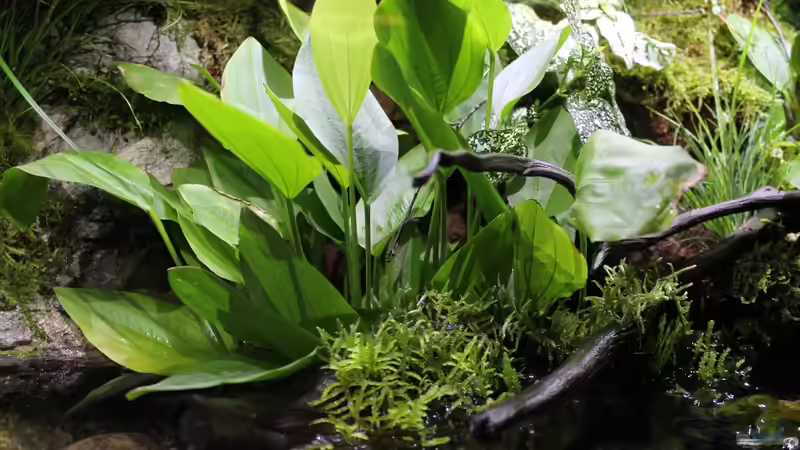 Dekoration im Aquarium Rainbowshiner von die Perle... (40)