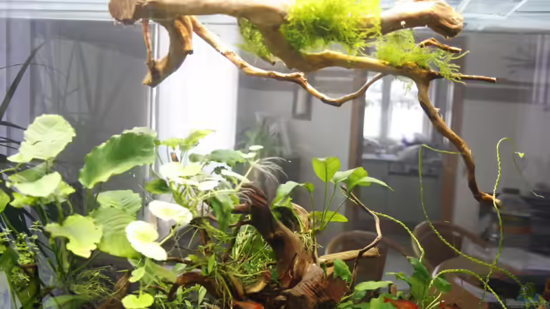 Dekoration im Aquarium Raumteiler von nola46 (37)