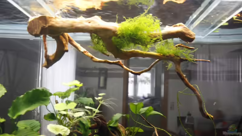 Dekoration im Aquarium Raumteiler von nola46 (38)