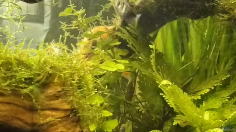 Dekoration im Aquarium Raumtrenner von Pam (7)