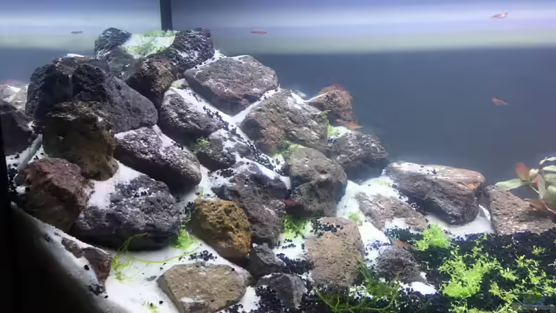 Dekoration im Aquarium Red-Fire Artenbecken von Phillatoros (5)