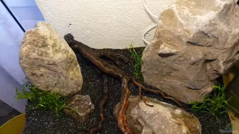 Dekoration im Aquarium Red Fire Garnelenbecken (aufgelöst) von Zigermandli (2)