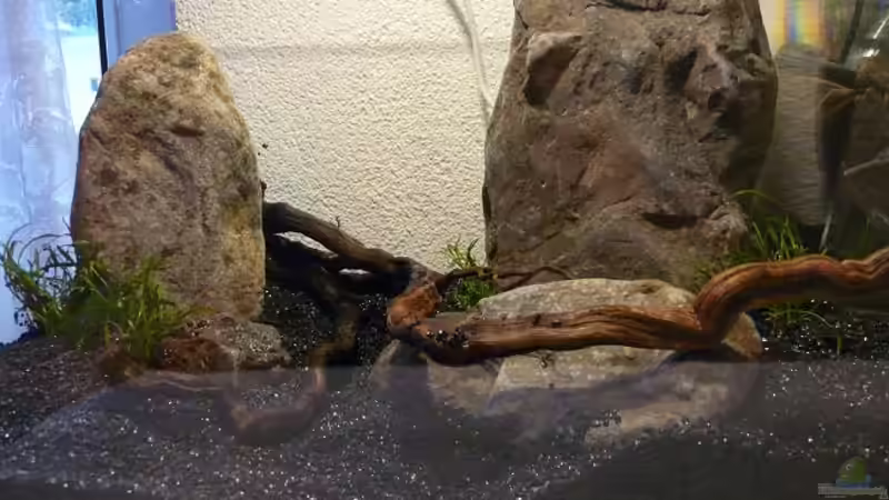 Dekoration im Aquarium Red Fire Garnelenbecken (aufgelöst) von Zigermandli (3)