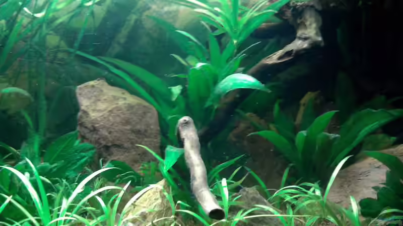 Dekoration im Aquarium Red Stones von Die Juli (49)