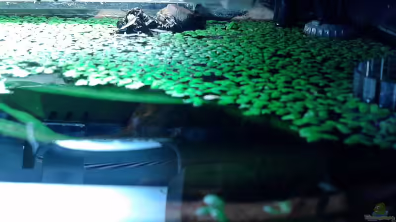 Dekoration im Aquarium Red Stones von Die Juli (51)