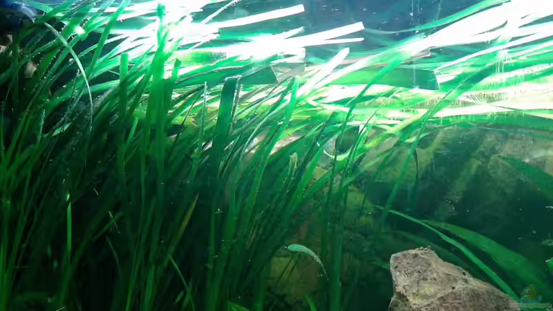 Dekoration im Aquarium Red Stones von Die Juli (52)