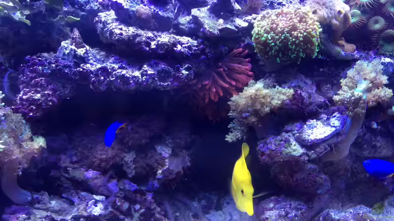 Dekoration im Aquarium RedSea von Thomas Schneider (5)