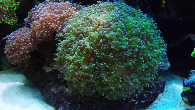 Dekoration im Aquarium RedSeaReef von .uschi (29)