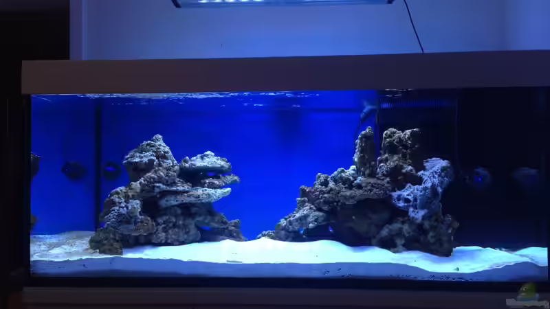 Dekoration im Aquarium Reef Dream von kutlesch (6)