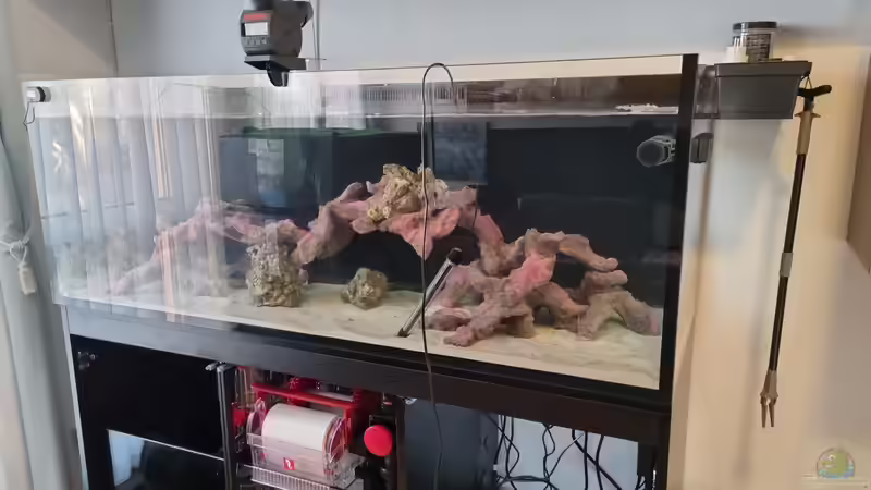 Dekoration im Aquarium Reef Dream von The_Lizardking (12)