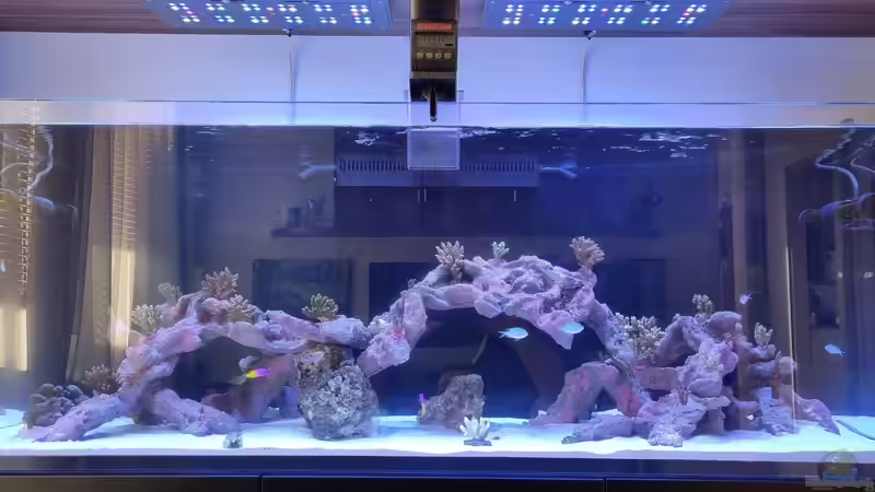 Dekoration im Aquarium Reef Dream von The_Lizardking (13)