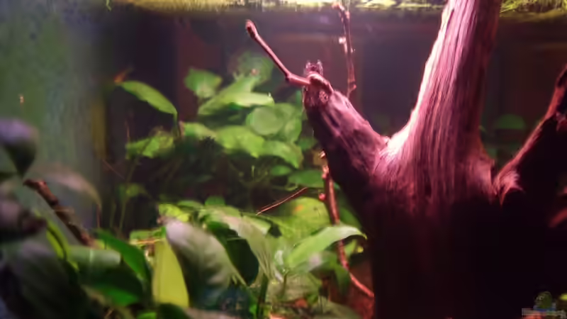 Dekoration im Aquarium remake cherry cherry Lady von PH Neutral (7)