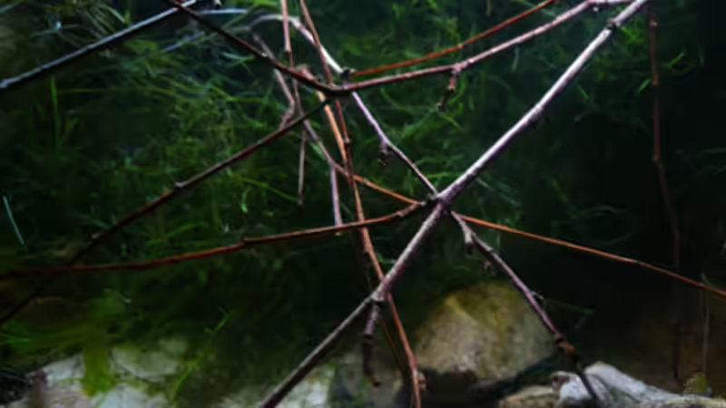 Dekoration im Aquarium RF von Cichlid Power (7)