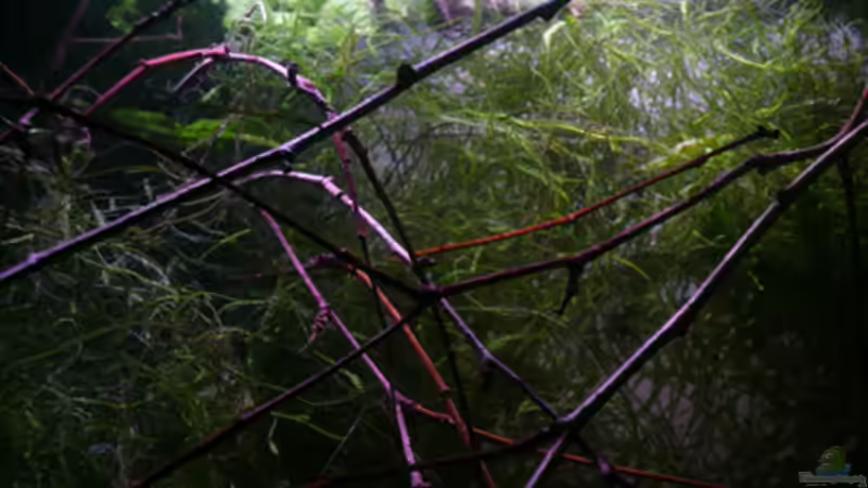 Dekoration im Aquarium RF von Cichlid Power (8)