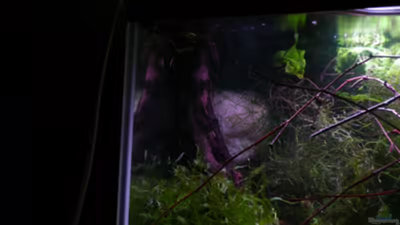 Dekoration im Aquarium RF von Cichlid Power (9)