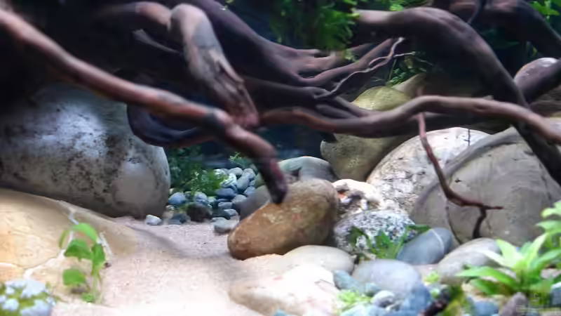 Dekoration im Aquarium Rhinogobius duospillus-Paradies - Biotop von Grünhexe (9)