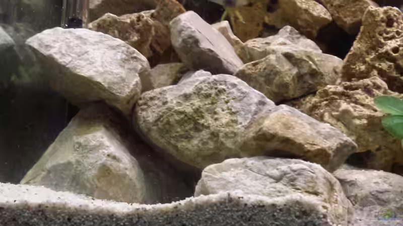 Dekoration im Aquarium Riemi´s Becken von Thomas Riemenschneider (10)