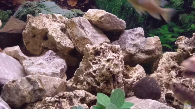 Dekoration im Aquarium Riemi´s Becken von Thomas Riemenschneider (11)