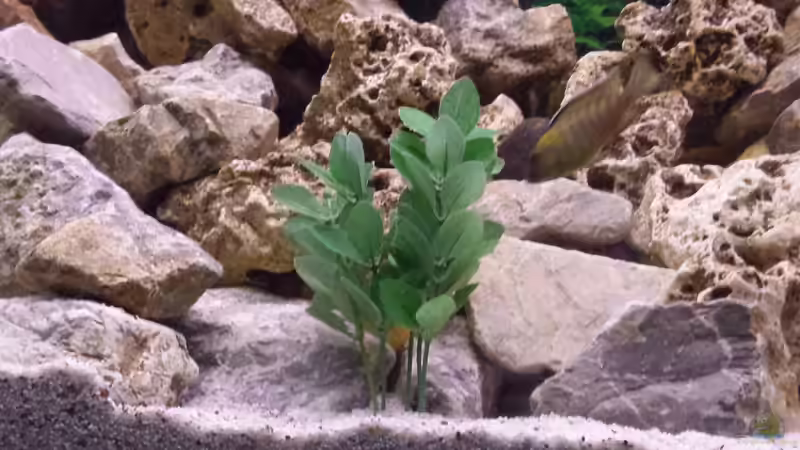 Dekoration im Aquarium Riemi´s Becken von Thomas Riemenschneider (12)