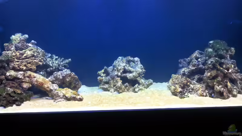 Dekoration im Aquarium Riff im Wohnzimmer von ollil81 (22)