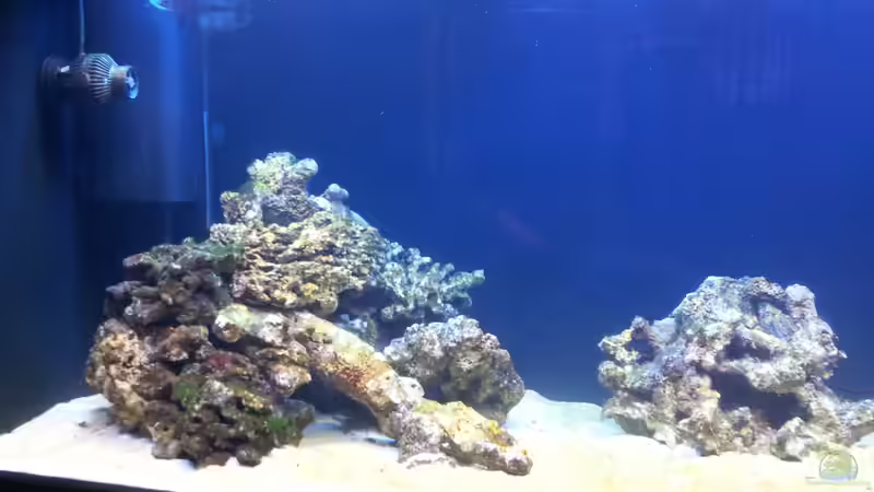 Dekoration im Aquarium Riff im Wohnzimmer von ollil81 (23)