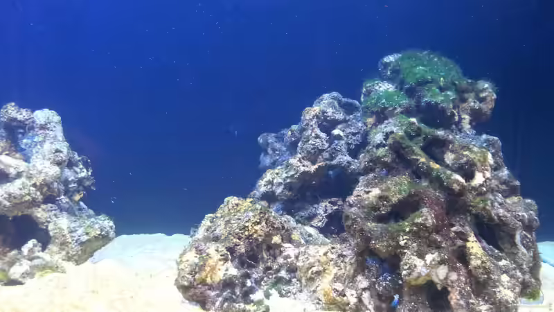 Dekoration im Aquarium Riff im Wohnzimmer von ollil81 (24)