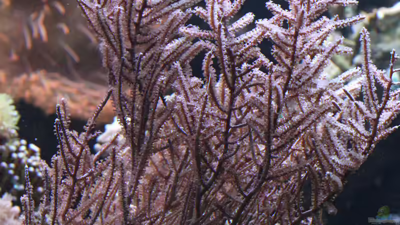 Dekoration im Aquarium Riff XXL von Kerstin Aßlaber (26)