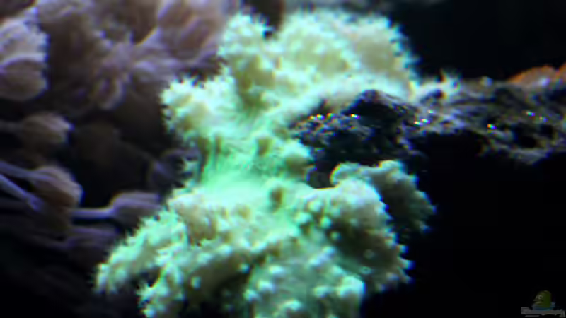 Dekoration im Aquarium Riff XXL von Kerstin Aßlaber (27)