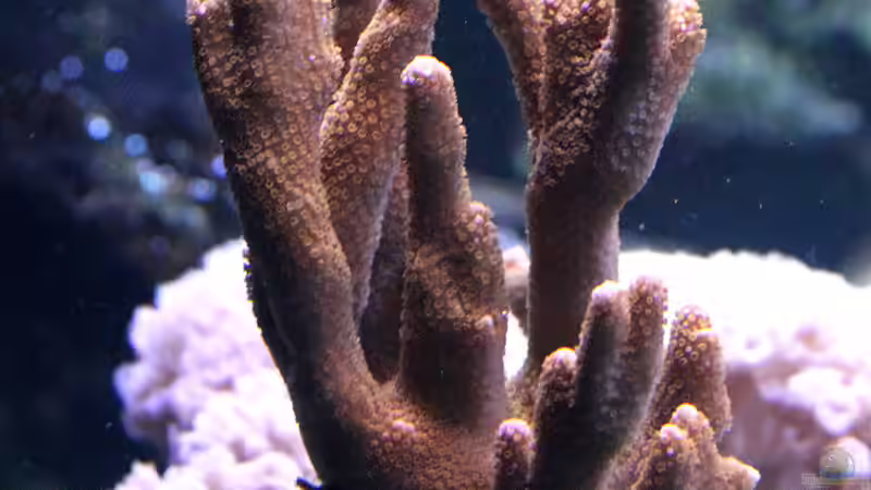 Dekoration im Aquarium Riff XXL von Kerstin Aßlaber (28)