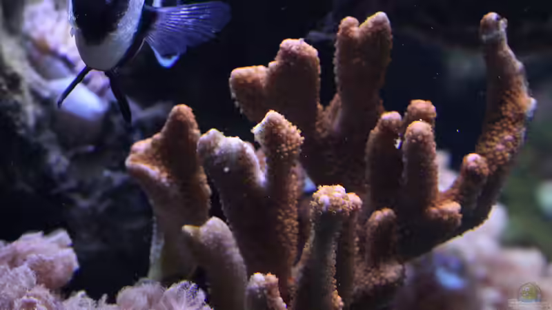 Dekoration im Aquarium Riff XXL von Kerstin Aßlaber (29)