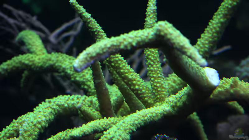 Dekoration im Aquarium Riff XXL von Kerstin Aßlaber (31)