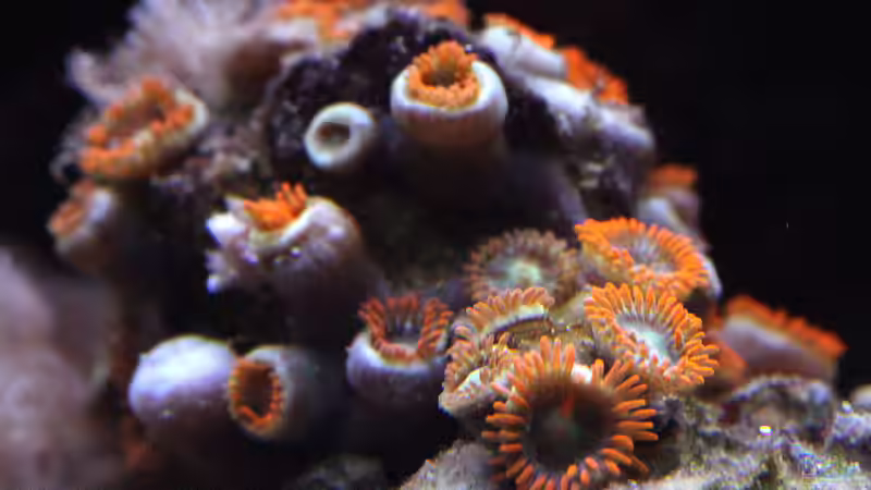 Dekoration im Aquarium Riff XXL von Kerstin Aßlaber (33)