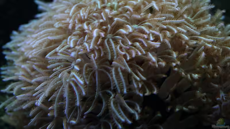 Dekoration im Aquarium Riff XXL von Kerstin Aßlaber (34)