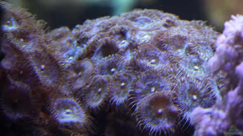 Dekoration im Aquarium Riff XXL von Kerstin Aßlaber (35)