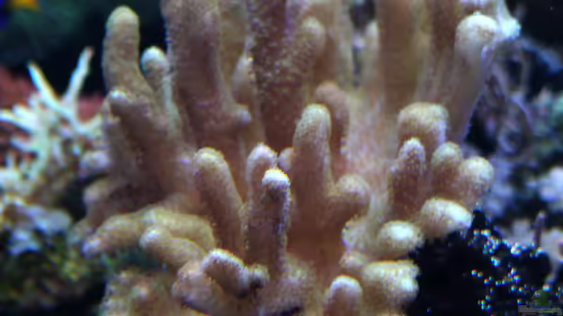 Dekoration im Aquarium Riff XXL von Kerstin Aßlaber (36)