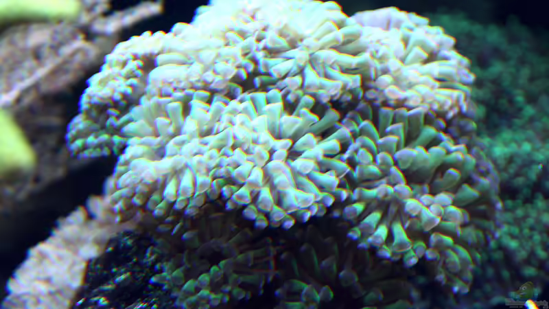 Dekoration im Aquarium Riff XXL von Kerstin Aßlaber (37)