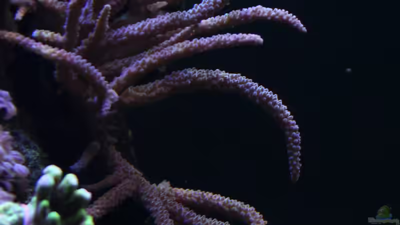 Dekoration im Aquarium Riff XXL von Kerstin Aßlaber (38)