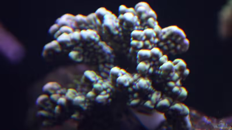 Dekoration im Aquarium Riff XXL von Kerstin Aßlaber (40)