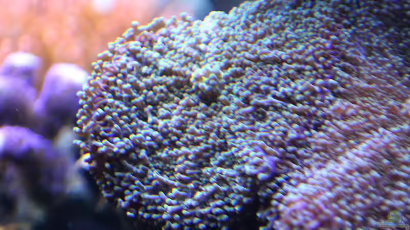 Dekoration im Aquarium Riff XXL von Kerstin Aßlaber (41)