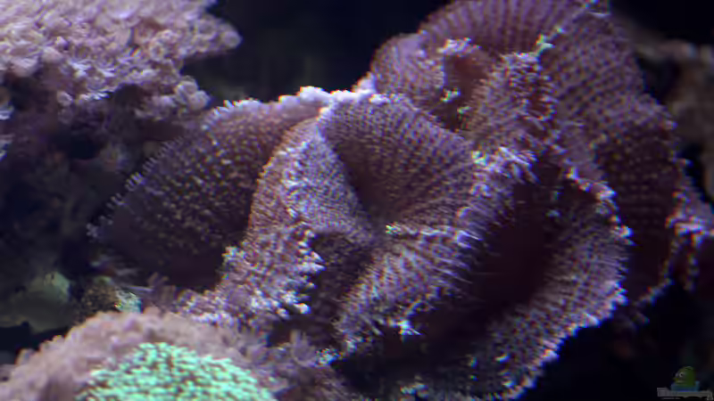 Dekoration im Aquarium Riff XXL von Kerstin Aßlaber (42)