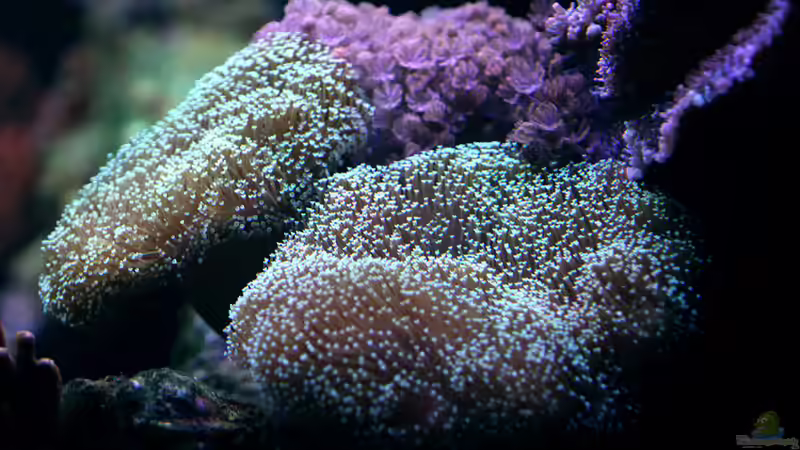 Dekoration im Aquarium Riff XXL von Kerstin Aßlaber (43)