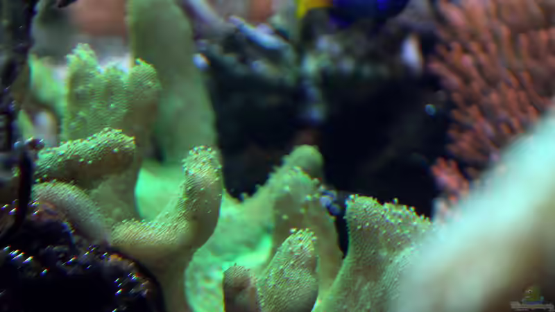 Dekoration im Aquarium Riff XXL von Kerstin Aßlaber (45)