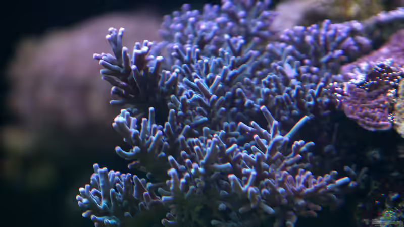 Dekoration im Aquarium Riff XXL von Kerstin Aßlaber (46)