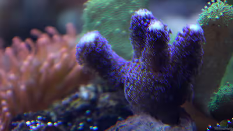 Dekoration im Aquarium Riff XXL von Kerstin Aßlaber (47)