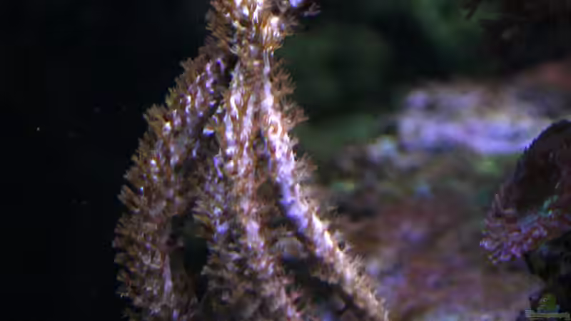 Dekoration im Aquarium Riff XXL von Kerstin Aßlaber (48)