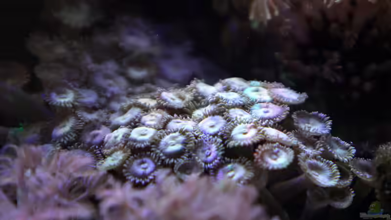 Dekoration im Aquarium Riff XXL von Kerstin Aßlaber (49)