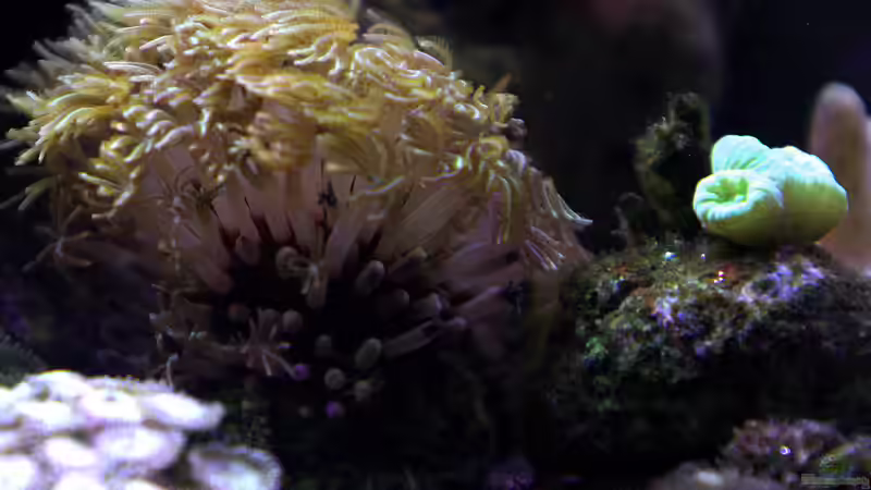 Dekoration im Aquarium Riff XXL von Kerstin Aßlaber (50)