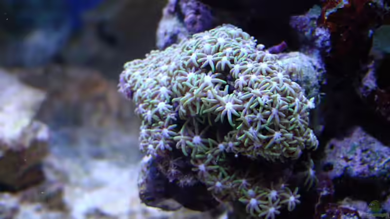 Dekoration im Aquarium Riffaquarium von bernie-124 (9)